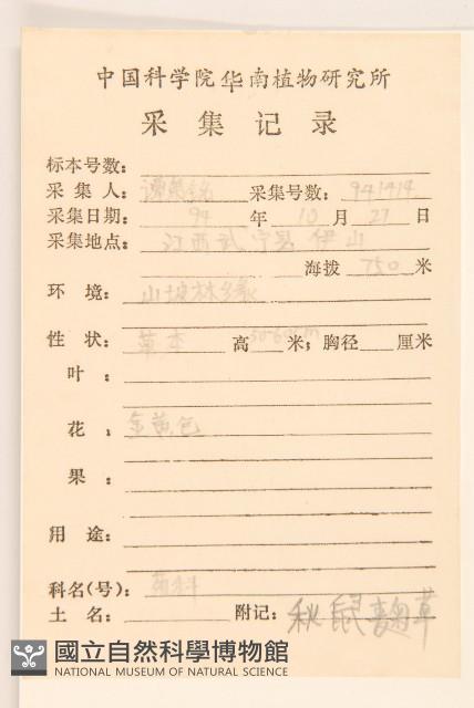 秋鼠麴草藏品圖，第2張