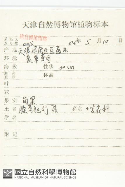 腺獨行菜藏品圖，第2張