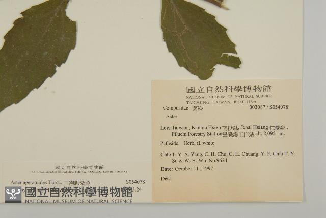 山白蘭藏品圖，第2張