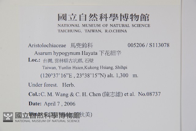 下花細辛藏品圖，第2張
