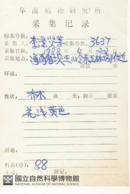 大花五椏果藏品圖，第2張