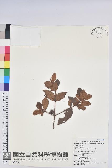 金毛杜鵑藏品圖，第1張