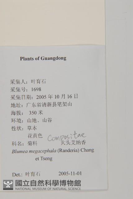 大頭艾納香藏品圖，第2張