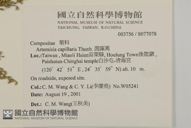 茵蔯蒿藏品圖，第2張