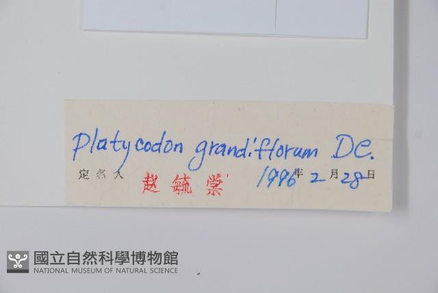 桔梗藏品圖，第2張