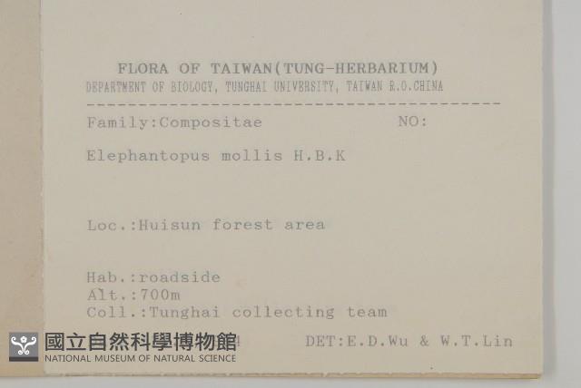 地膽草、毛蓮菜藏品圖，第2張