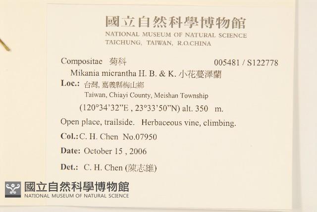 小花蔓澤蘭藏品圖，第2張