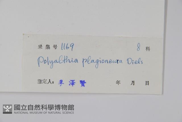 斜脈暗羅藏品圖，第2張