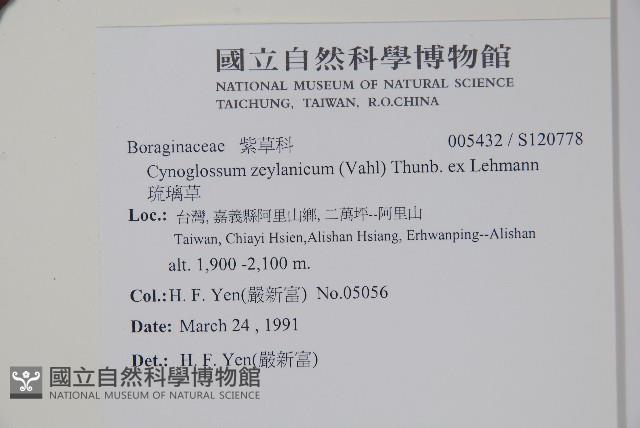 琉璃草藏品圖，第2張