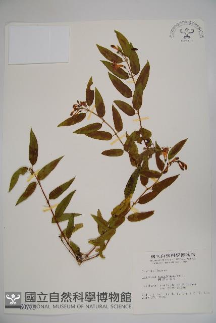 阿里山忍冬、漸尖葉忍冬藏品圖，第1張