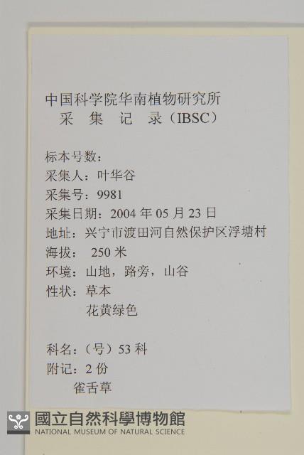 雀舌草藏品圖，第2張