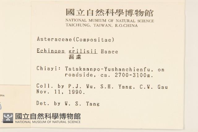 矮菊藏品圖，第2張