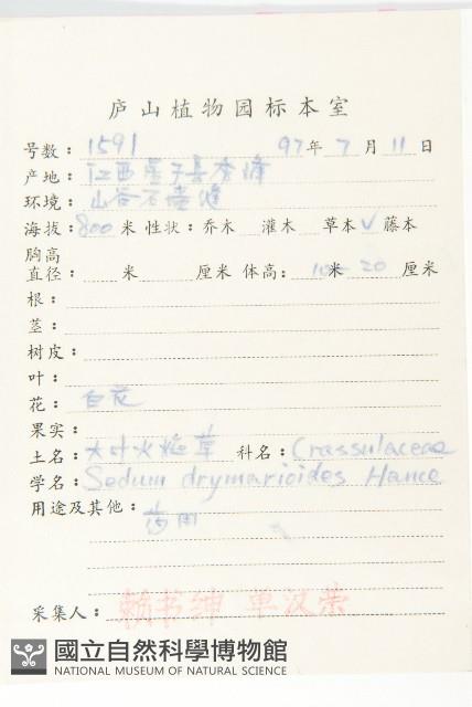 大葉火焰草藏品圖，第2張