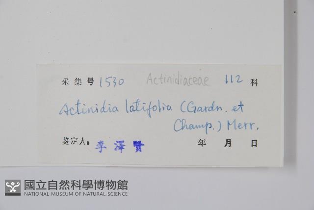 闊葉獼猴桃藏品圖，第2張