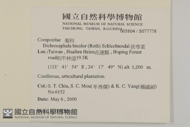 茯苓菜藏品圖，第2張