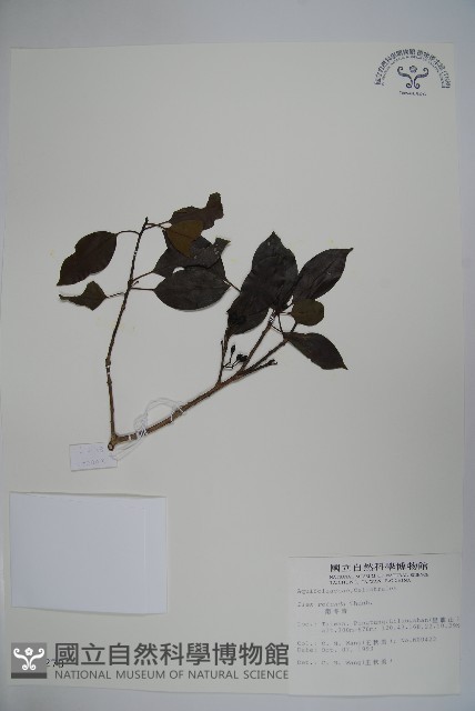 鐵冬青藏品圖，第1張