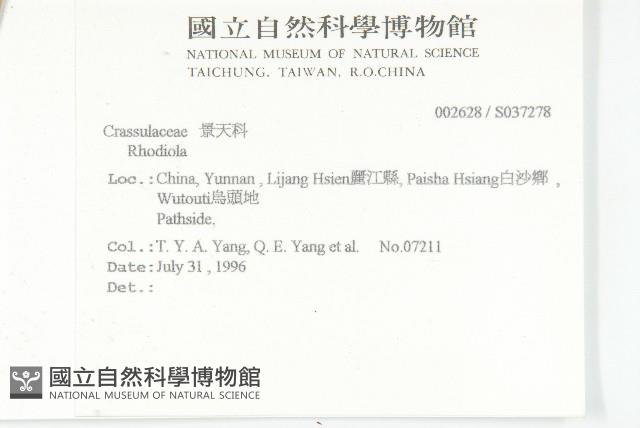 三葉山芹菜藏品圖，第2張