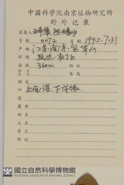 膠東衛矛藏品圖，第2張