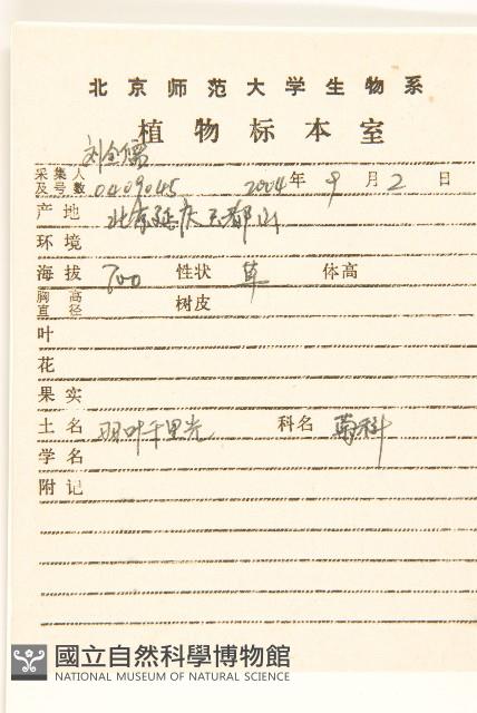 羽葉千里光藏品圖，第2張