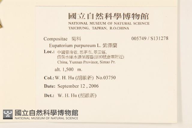 紫澤蘭藏品圖，第2張