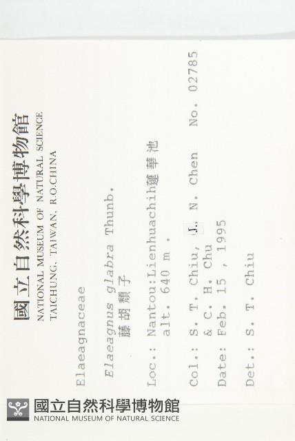 藤胡頹子藏品圖，第2張