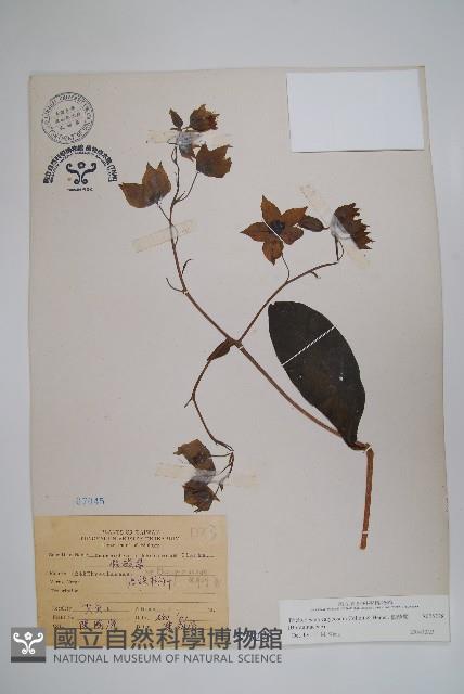 假酸漿藏品圖，第1張