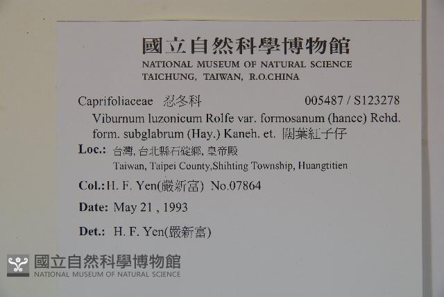 闊葉紅子仔藏品圖，第2張