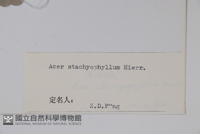 毛葉槭藏品圖，第2張