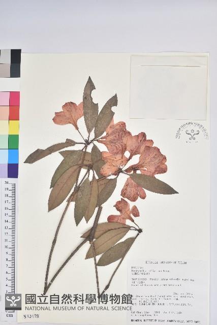 西施花、青紫木藏品圖，第1張