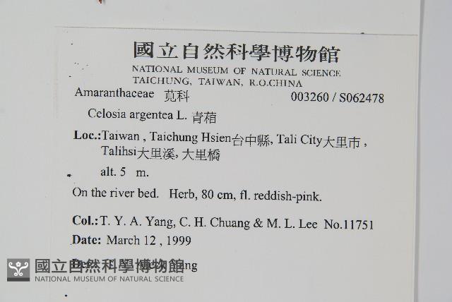 Feather cokscomb Collection Image, Figure 2, Total 2 Figures