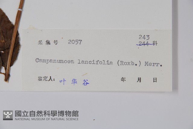 臺灣土黨參藏品圖，第2張