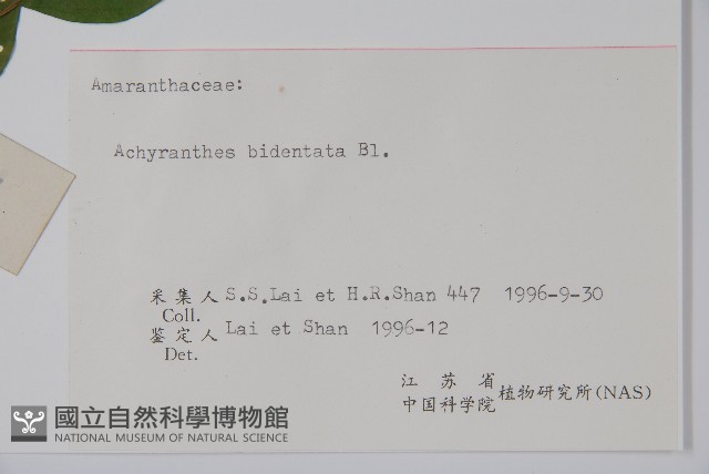 牛膝藏品圖，第2張