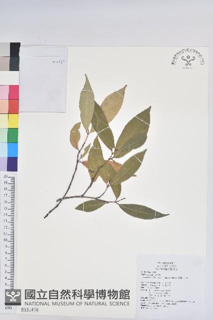 臺灣土沉香藏品圖，第1張