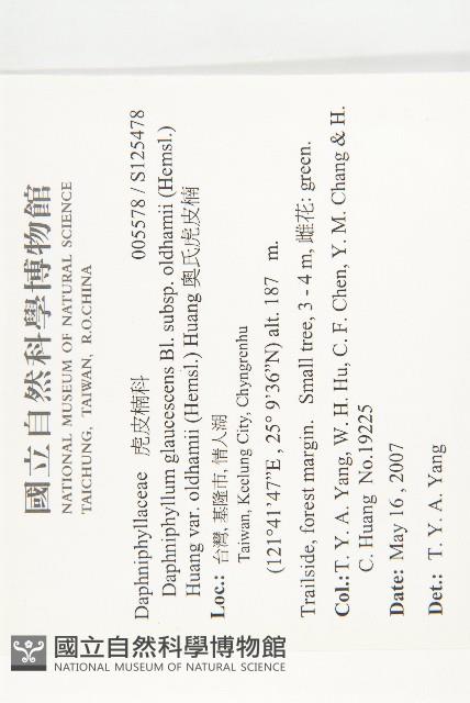 奧氏虎皮楠藏品圖，第2張