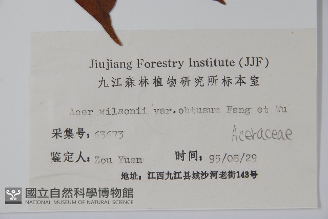 鈍角三峽槭藏品圖，第2張