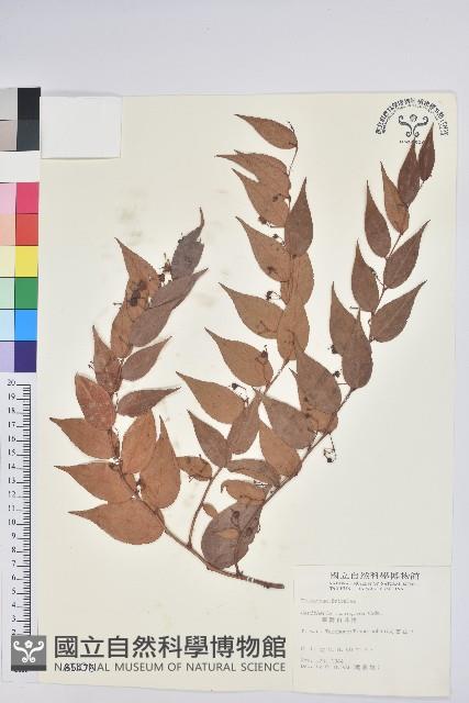 白珠樹藏品圖，第1張