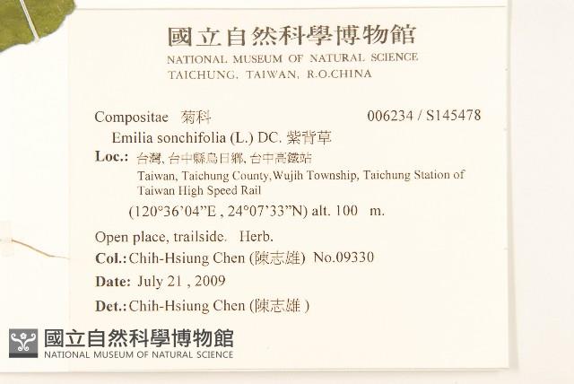 紫背草藏品圖，第2張