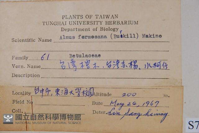 臺灣赤楊、臺灣榿木藏品圖，第2張