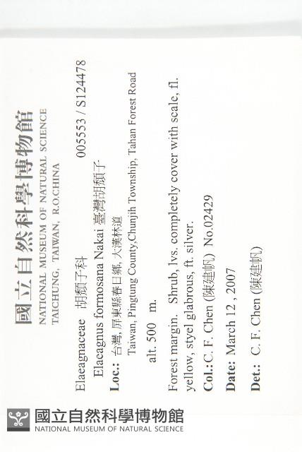 臺灣胡頹子藏品圖，第2張