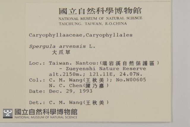 大爪草藏品圖，第2張