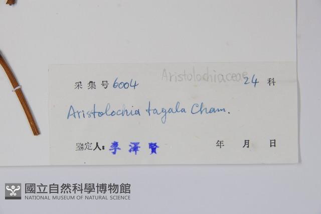 耳葉馬兜鈴藏品圖，第2張