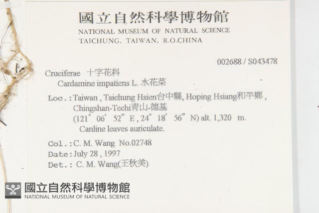 水花菜藏品圖，第2張