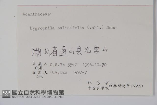 柳葉水蓑衣藏品圖，第2張