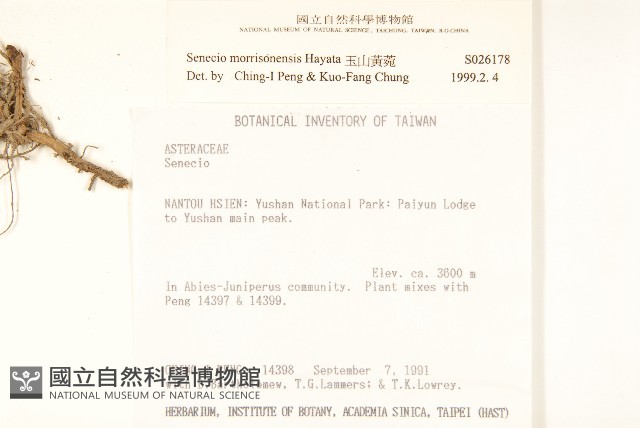 玉山黃菀藏品圖，第2張