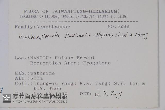 腺萼馬藍藏品圖，第2張