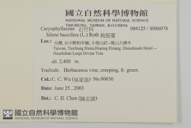 異葉珍珠菜藏品圖，第2張