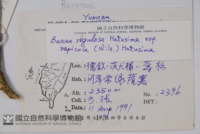 岩生黃楊藏品圖，第2張