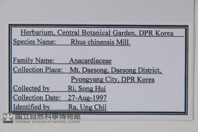 鹽膚木藏品圖，第2張