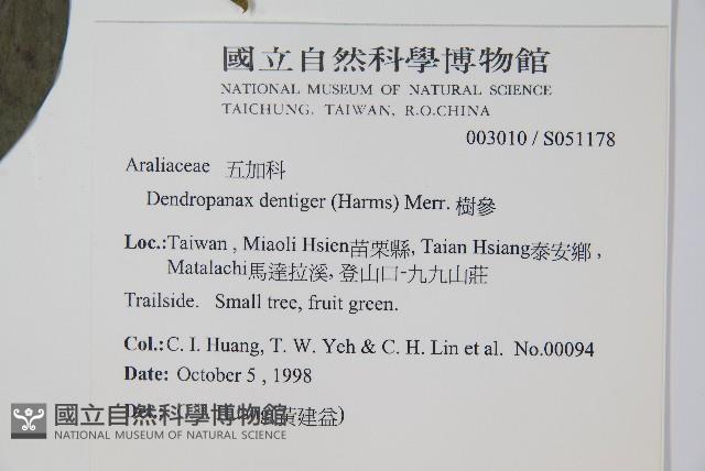 臺灣樹參藏品圖，第2張