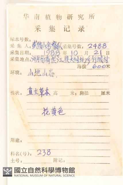 圓葉豹皮樟藏品圖，第2張